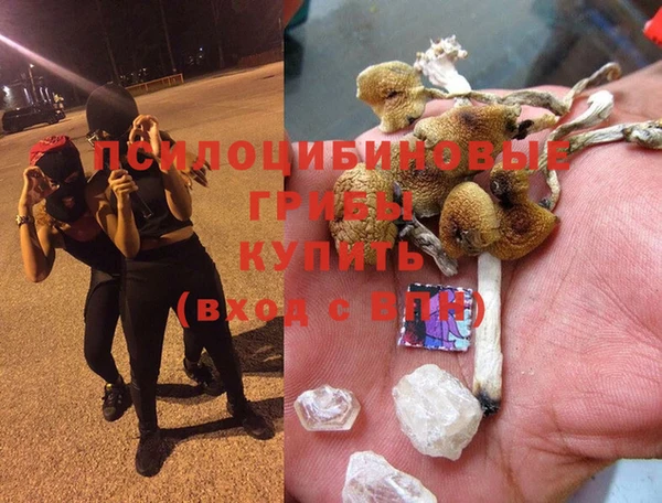 PSILOCYBIN Богородицк